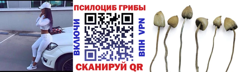 Псилоцибиновые грибы GOLDEN TEACHER Буй
